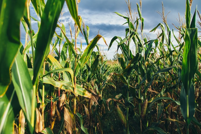 A Corn Field